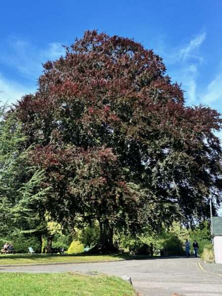 The big tree at Bletchley Park